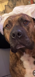 Lost Male Dog last seen Potrero and 24th, San Francisco, CA 94110