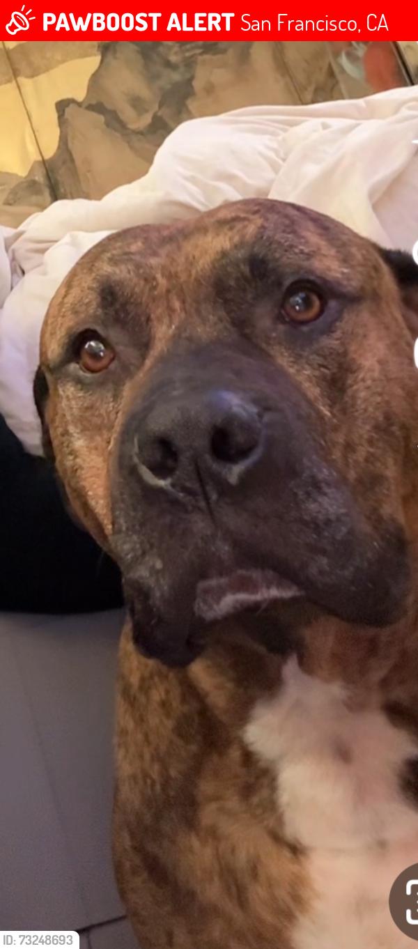 Lost Male Dog last seen Potrero and 24th, San Francisco, CA 94110