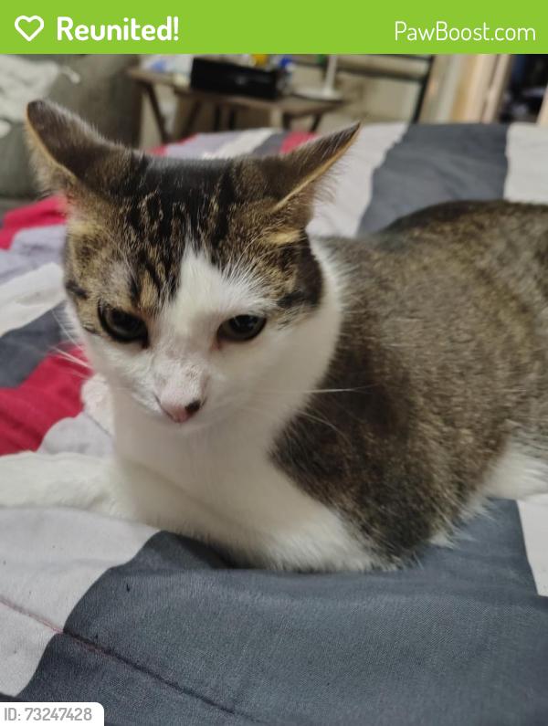 Reunited Female Cat last seen Greenville, Fairview, TX 75069