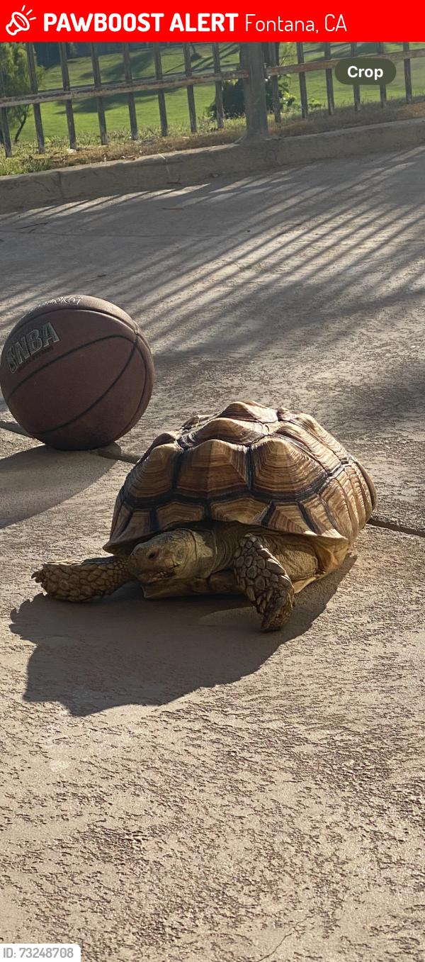 Lost Female Reptile last seen Ventana dr and diamond ln, Fontana, CA 92336
