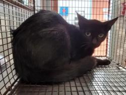 Shelter Stray Female Cat last seen , 957 N Gaffey St, San Pedro, CA 90731, USA