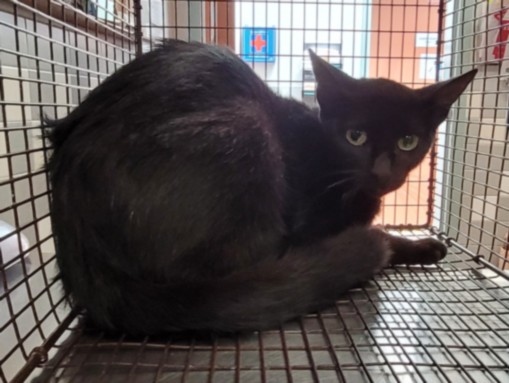 Shelter Stray Female Cat last seen , 957 N Gaffey St, San Pedro, CA 90731, USA