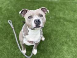 Shelter Stray Male Dog last seen , 3201 Lacy St, Los Angeles, CA 90031, USA