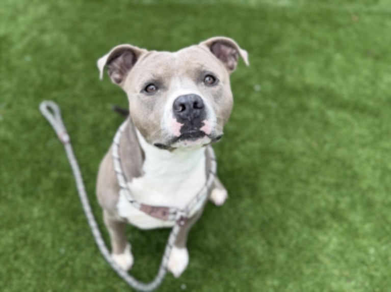 Shelter Stray Male Dog last seen , 3201 Lacy St, Los Angeles, CA 90031, USA
