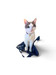 Reunited Female Cat last seen Frank Sinatra & Cook, Palm Desert, CA 92211