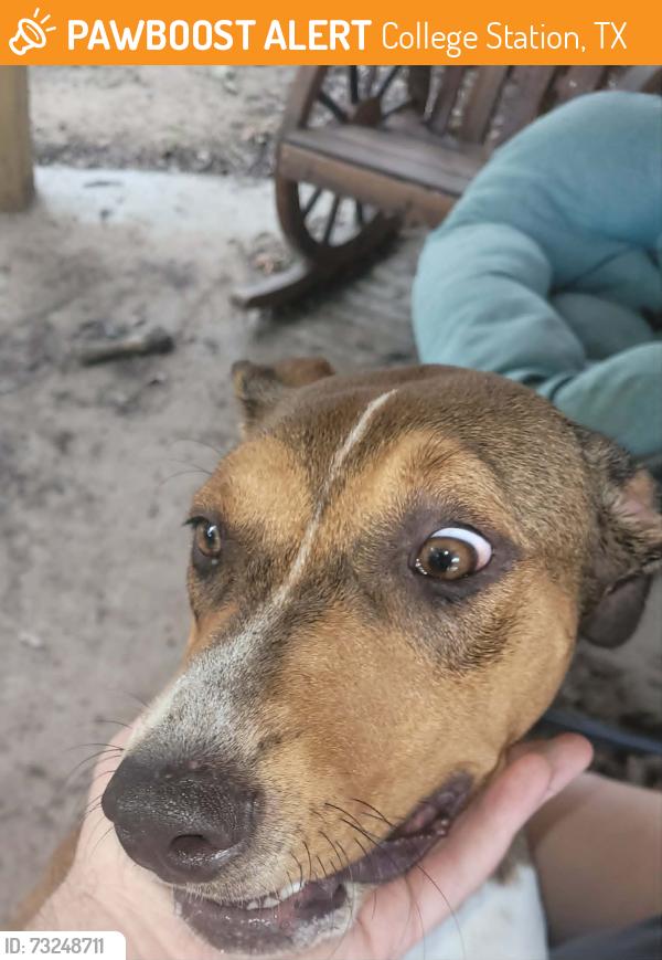 Found/Stray Female Dog last seen Associates Blvd and Harvey, College Station, TX 77845