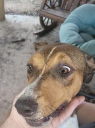 Found/Stray Female Dog last seen Associates Blvd and Harvey, College Station, TX 77845
