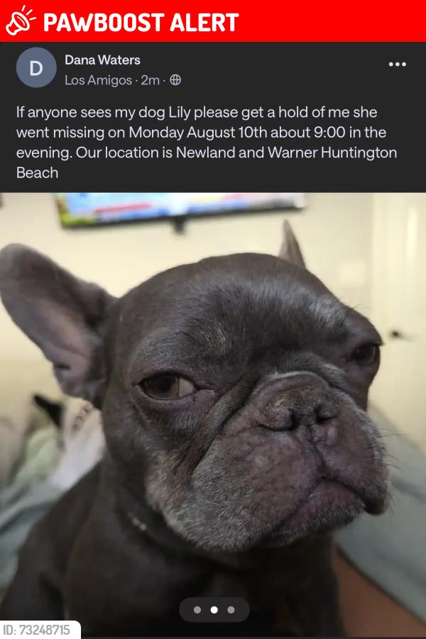 Lost Female Dog last seen Newland St and Warner Ave, Huntington Beach, CA 92647