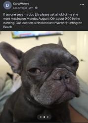 Lost Female Dog last seen Newland St and Warner Ave, Huntington Beach, CA 92647