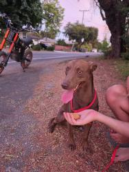 Found/Stray Male Dog last seen Corner of Harriet & Casitas, Altadena, CA 91001