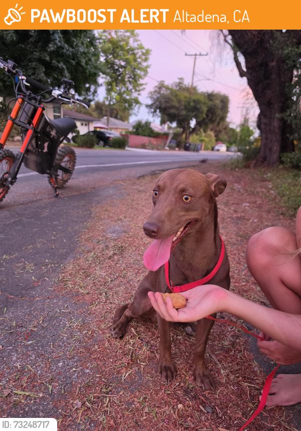 Found/Stray Male Dog last seen Corner of Harriet & Casitas, Altadena, CA 91001