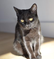 Reunited Female Cat last seen Carter and Leimert, Oakland, CA 94602
