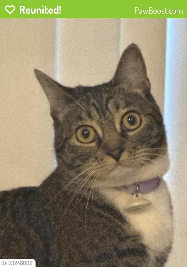 Reunited Female Cat last seen San Ramon Drive, River Oaks apmts, Oceanside, CA 92057