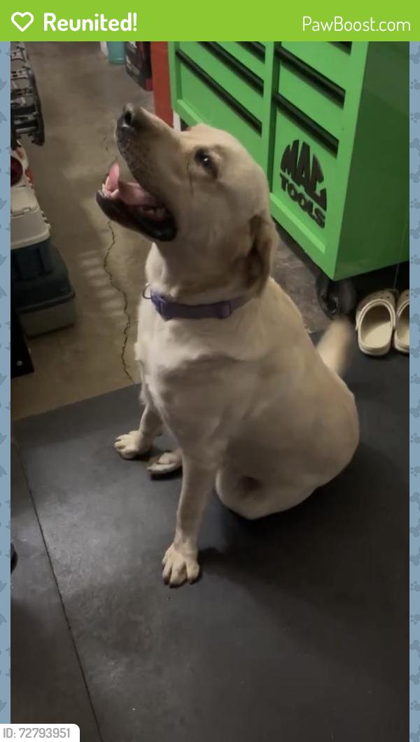 Reunited Unknown Dog last seen El Dorado and Atlee Street, Stockton, CA 95204