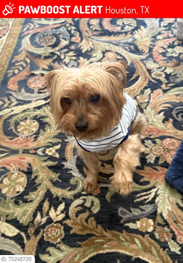 Lost Male Dog last seen Near n dairy ashford rd, Houston, TX 77079