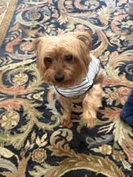 Lost Male Dog last seen Near n dairy ashford rd, Houston, TX 77079