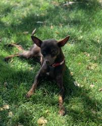 Lost Female Dog last seen Mclellan and Country Club, Mesa, AZ 85201