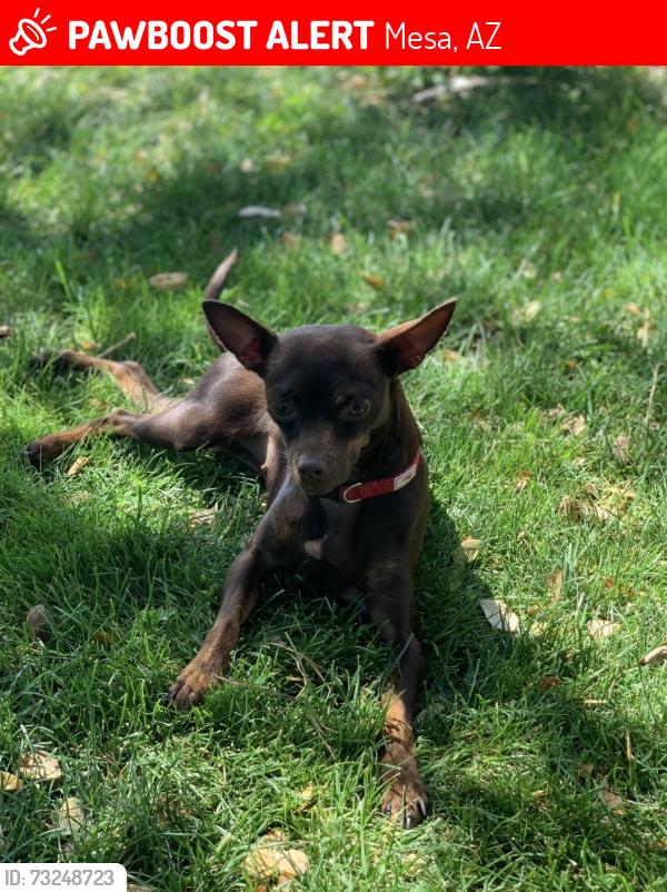 Lost Female Dog last seen Mclellan and Country Club, Mesa, AZ 85201