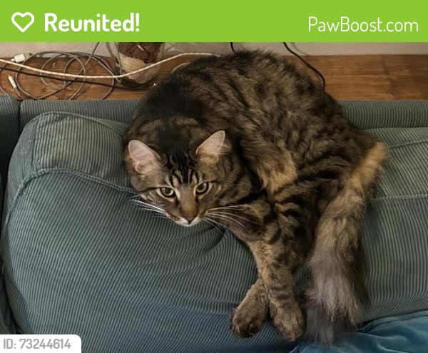 Reunited Male Cat last seen Springbrook Rd, Walnut Creek, CA, USA, Walnut Creek, CA 94595