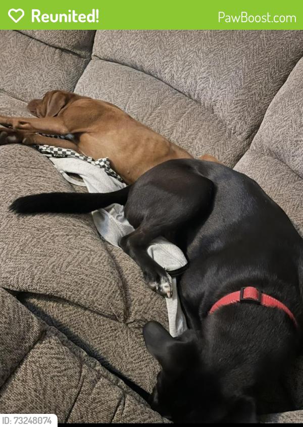 Reunited Male Dog last seen Ave K and Travis, Rosenberg, TX 77471