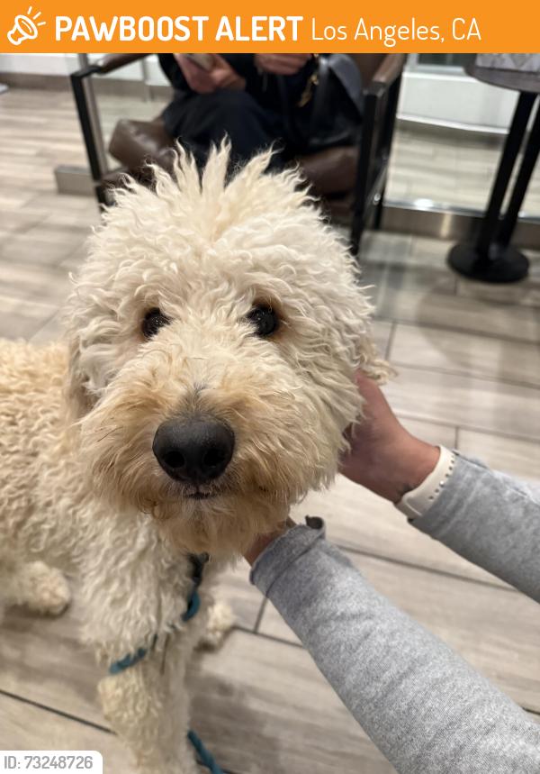 Found/Stray Male Dog last seen Valley Vista near Beverly Glen, Los Angeles, CA 91423