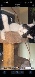 Lost Male Cat last seen German town rd where catlina trailer park is, Middletown, OH 45042