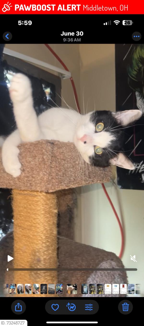 Lost Male Cat last seen German town rd where catlina trailer park is, Middletown, OH 45042