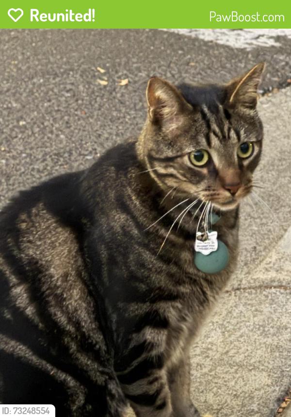 Reunited Unknown Cat last seen Pacific Dr, Santa Clara, CA 95051, USA, Santa Clara, CA 95051