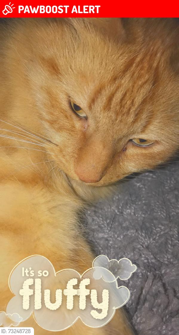 Lost Male Cat last seen Ockendon Road, Greater London, England N1 3NJ