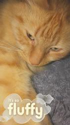 Lost Male Cat last seen Ockendon Road, Greater London, England N1 3NJ