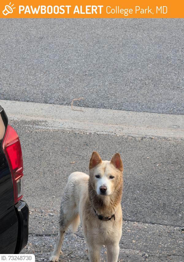 Found/Stray Male Dog last seen Near Route 1 and Greenbelt Road, College Park, MD 20740