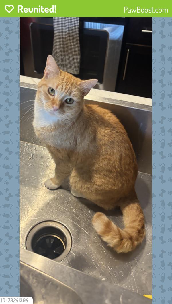 Reunited Male Cat last seen Near building in reunion plaza drive, Apex, NC 27539
