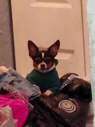 Lost Female Dog last seen Hyde and Golden Gate st, San Francisco, CA 94102