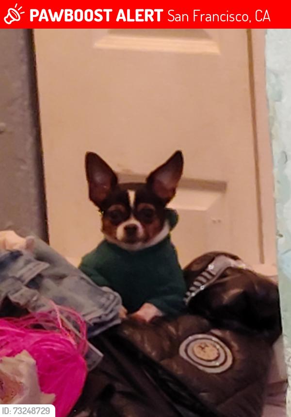 Lost Female Dog last seen Hyde and Golden Gate st, San Francisco, CA 94102