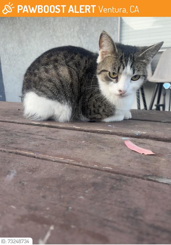 Found/Stray Unknown Cat last seen Olive St, Ventura, CA 93001