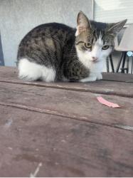 Found/Stray Unknown Cat last seen Olive St, Ventura, CA 93001