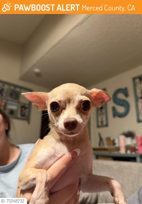 Found/Stray Female Dog last seen Valley drive, off of N gurr road, Merced County, CA 95341