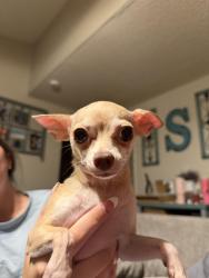 Found/Stray Female Dog last seen Valley drive, off of N gurr road, Merced County, CA 95341