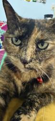 Reunited Female Cat last seen Near Street, Torrance, CA 90503
