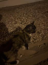 Found/Stray Unknown Cat last seen Near W Wayland Dr, Buckeye, AZ 85326
