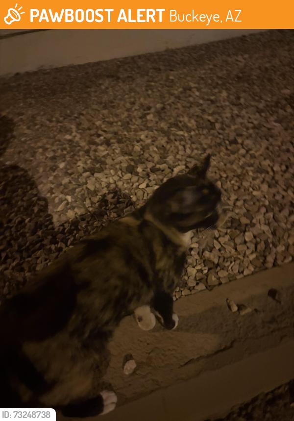 Found/Stray Unknown Cat last seen Near W Wayland Dr, Buckeye, AZ 85326