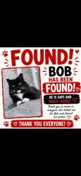 Reunited Male Cat last seen Alpha vets risca, Risca, Wales 