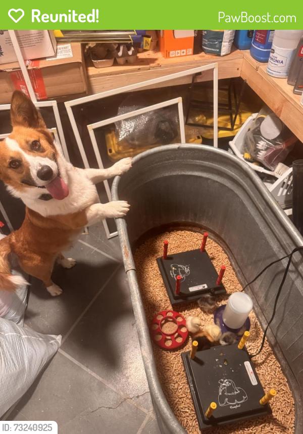 Reunited Male Dog last seen 134th st, Gig Harbor, WA 98329