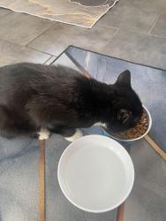 Reunited Male Cat last seen Ince Avenue, Litherland, England L21 6NL