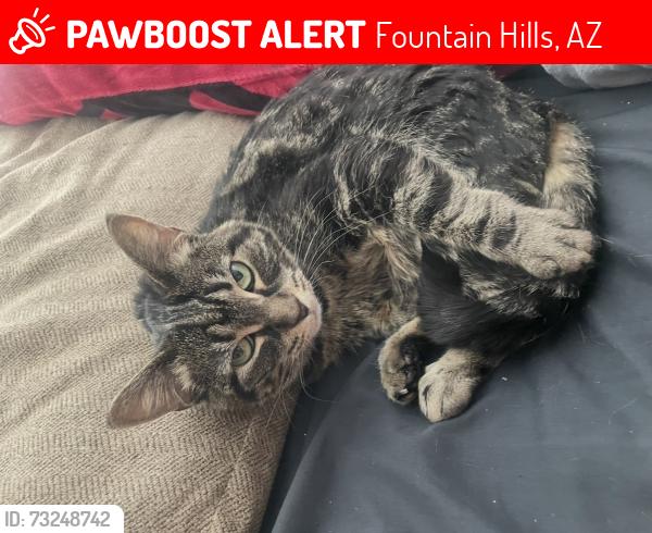 Lost Female Cat last seen Alamosa and Calle Del Oro, Fountain Hills, AZ 85268