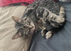 Lost Female Cat last seen Alamosa and Calle Del Oro, Fountain Hills, AZ 85268