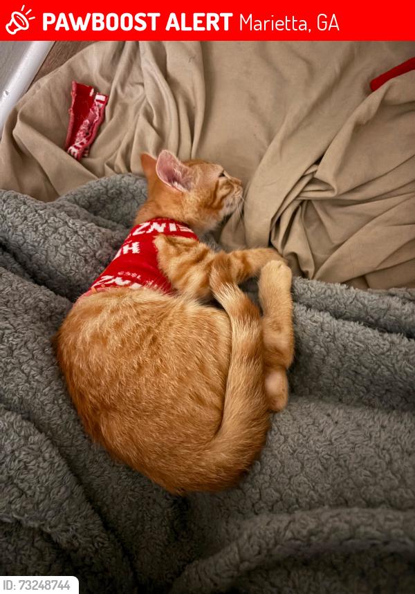 Lost Male Cat last seen Runnymead ridge, Marietta, GA 30067