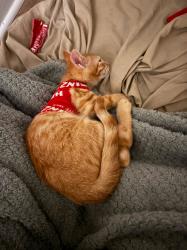 Lost Male Cat last seen Runnymead ridge, Marietta, GA 30067
