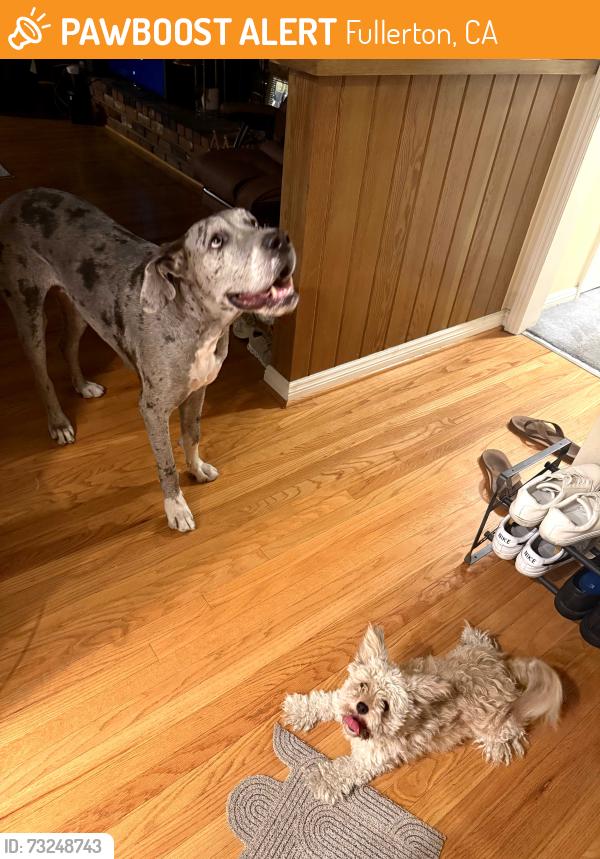 Found/Stray Unknown Dog last seen Near, Fullerton, CA 92835