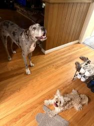Found/Stray Unknown Dog last seen Near, Fullerton, CA 92835